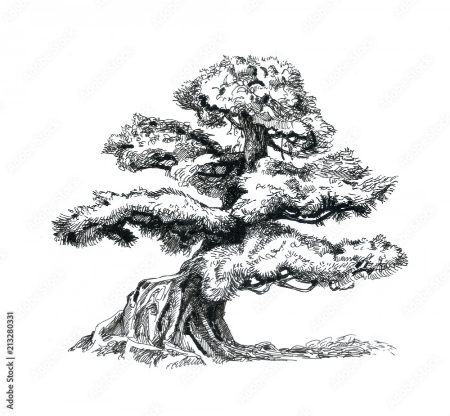 Bonsai tree, drawing