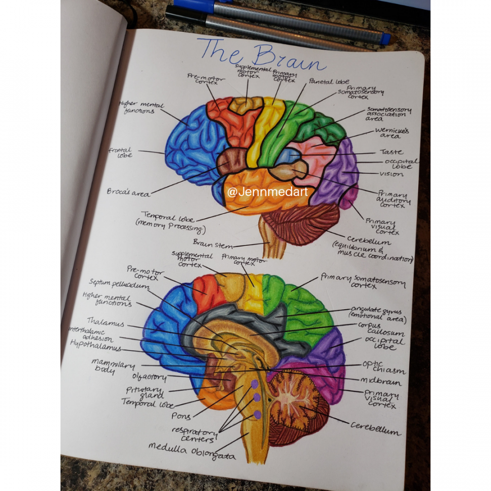 Brain Anatomy  Medical student study, Medical school studying