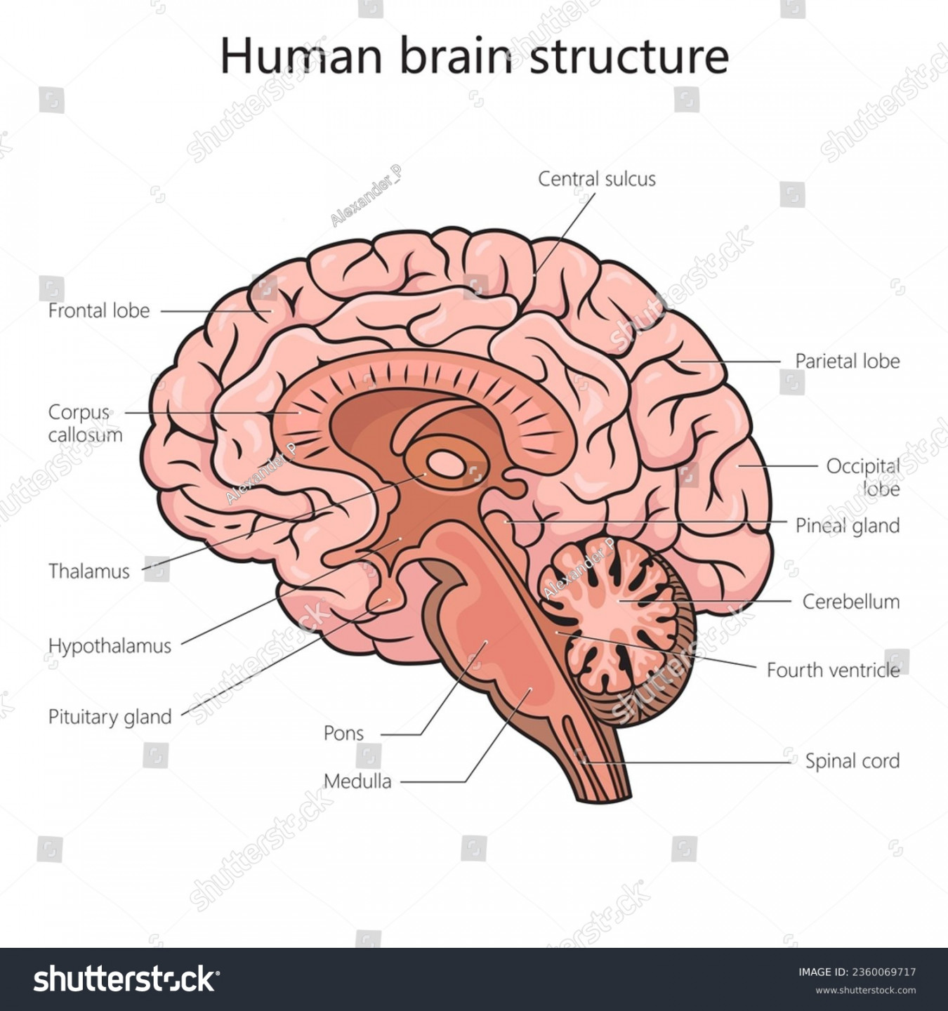 , Brain Diagram Labels Royalty-Free Images, Stock Photos