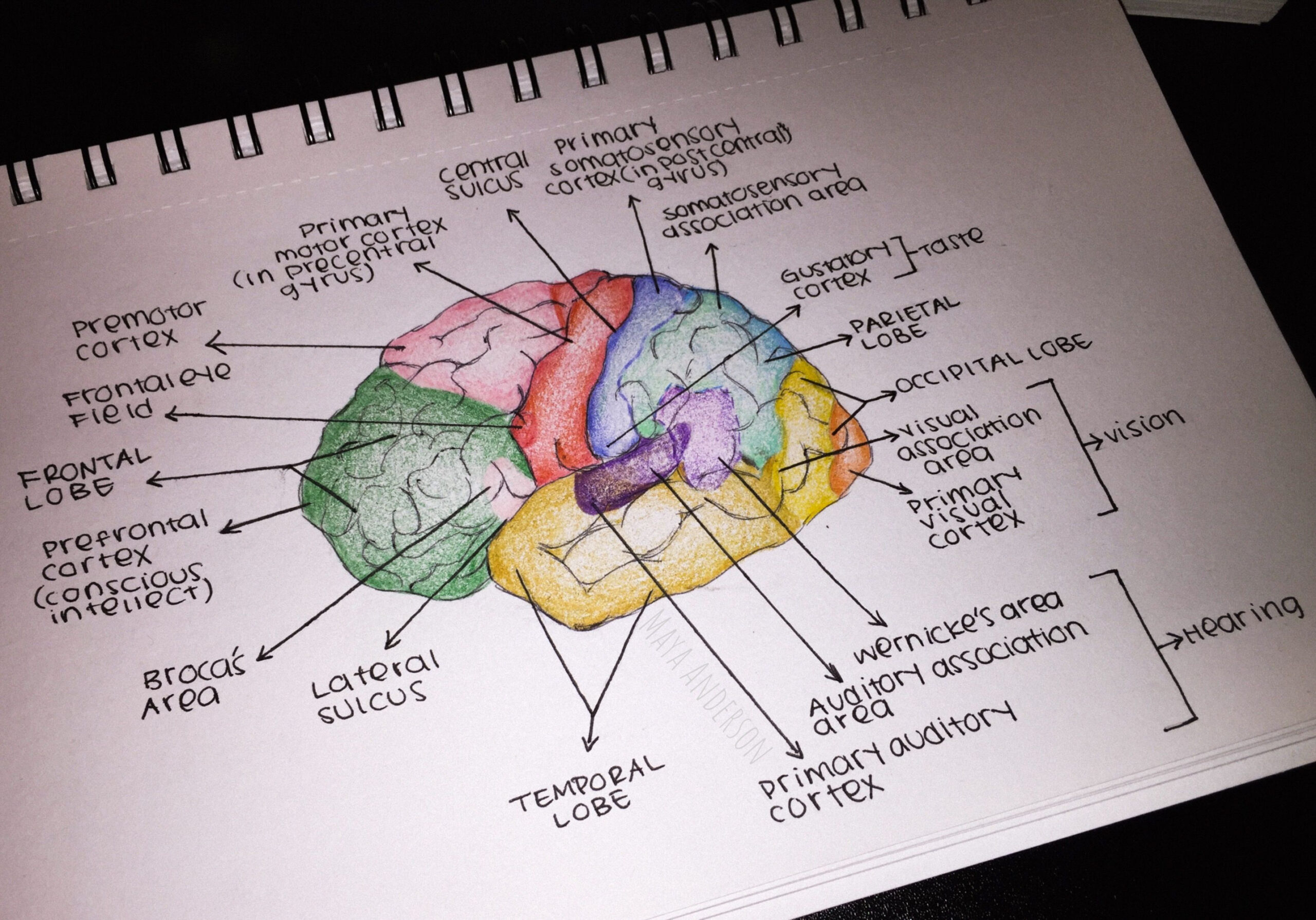 Brain Sketch  Psychology notes, Nurse study notes, Biology projects