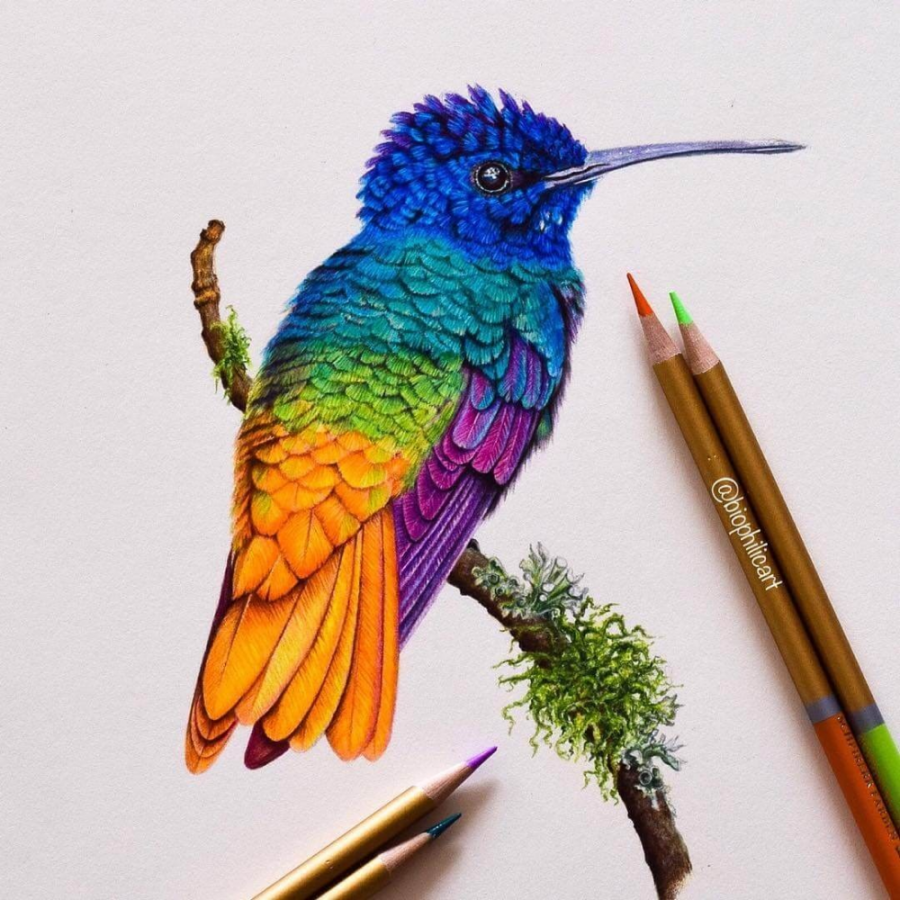 Brightly Colored Animal Pencil Drawings  Color pencil art