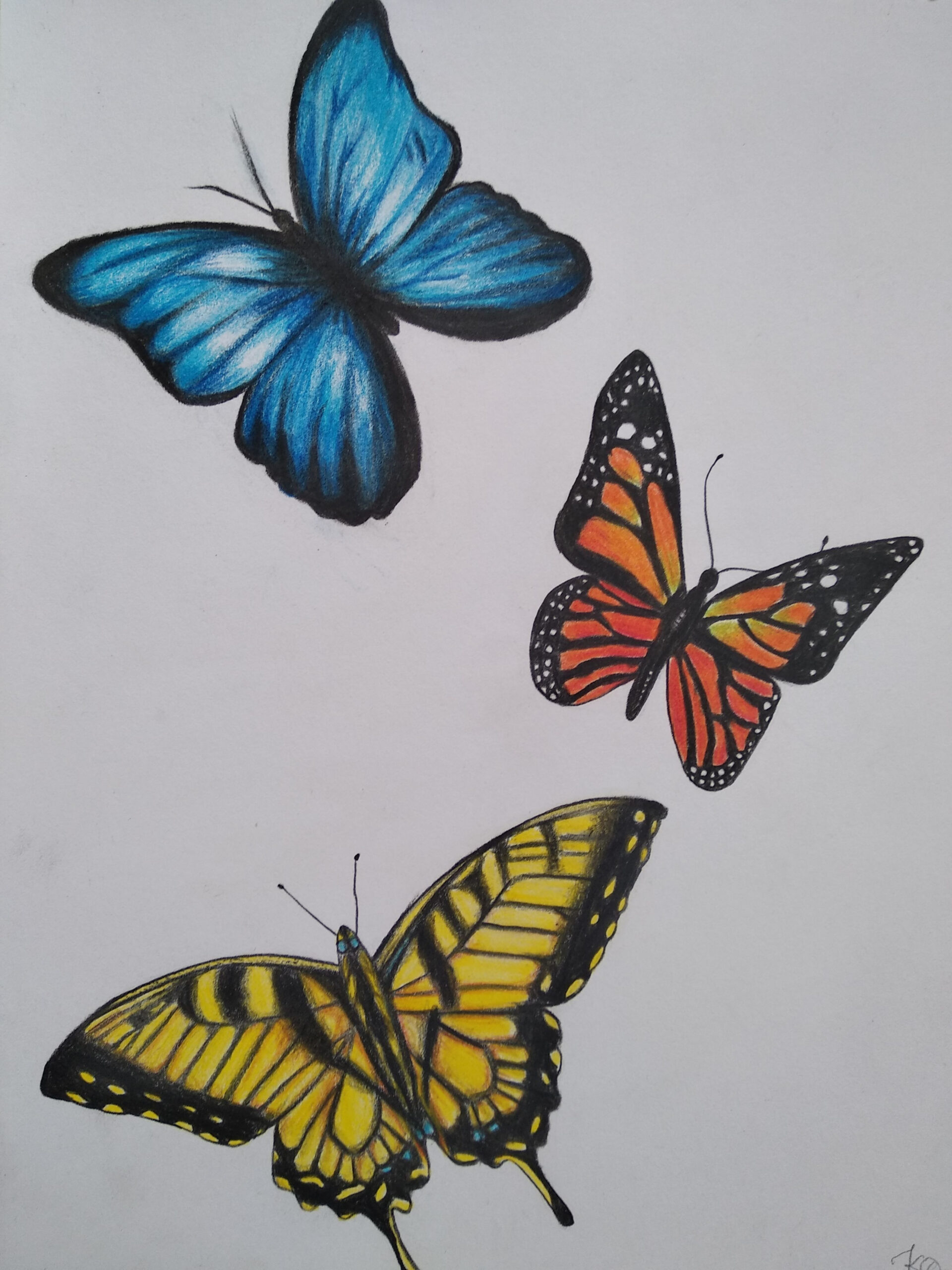 Butterflies drawing with colored pencils  Butterfly art painting