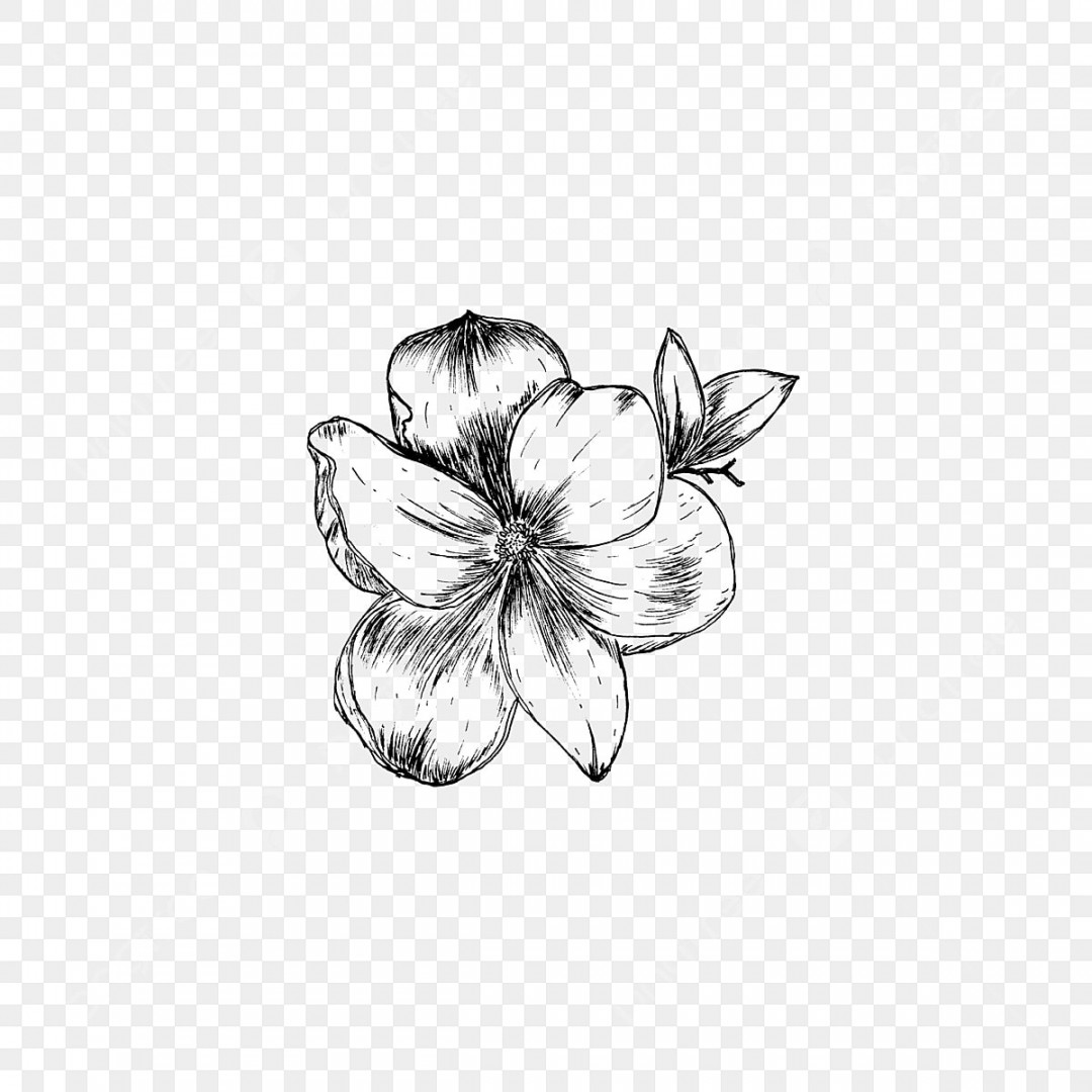 Cambodia Vector Art PNG, Beautiful Cambodia Flower In Black And