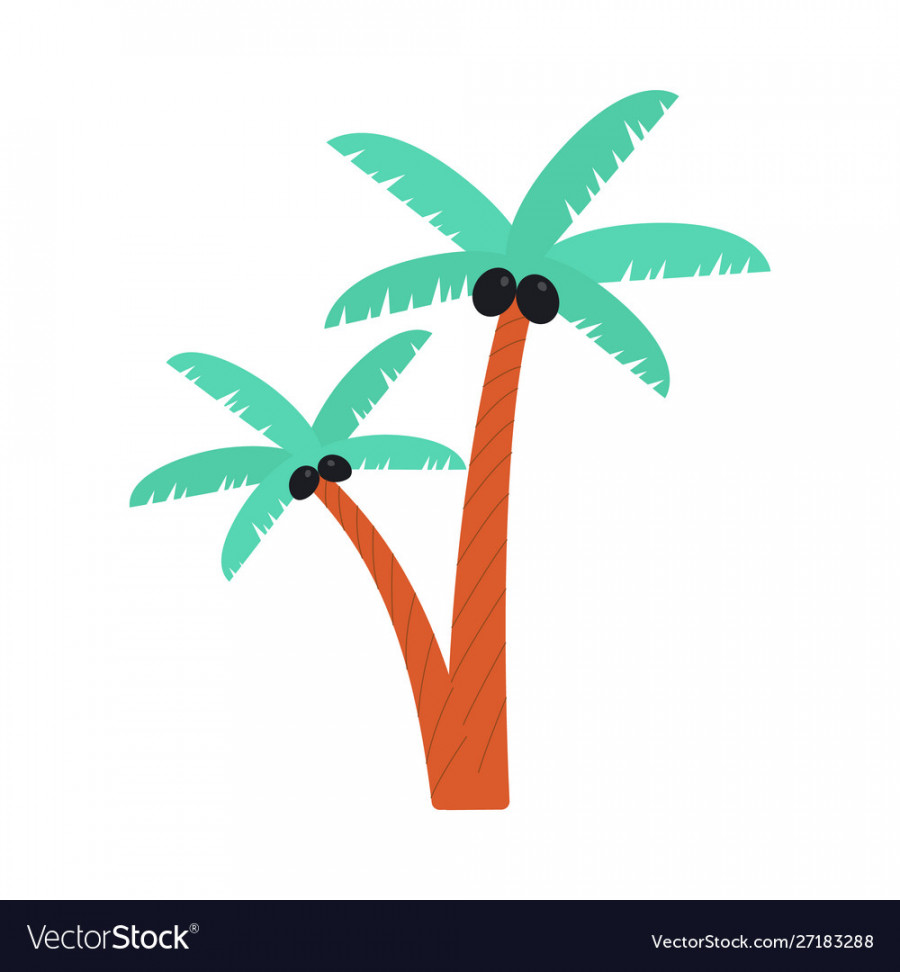 Cartoon palm tree drawing with black coconuts Vector Image