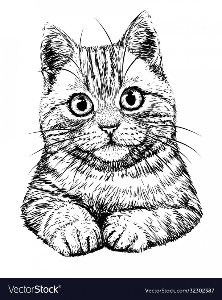 Cat graphic hand-drawn black and white sketch Vector Image