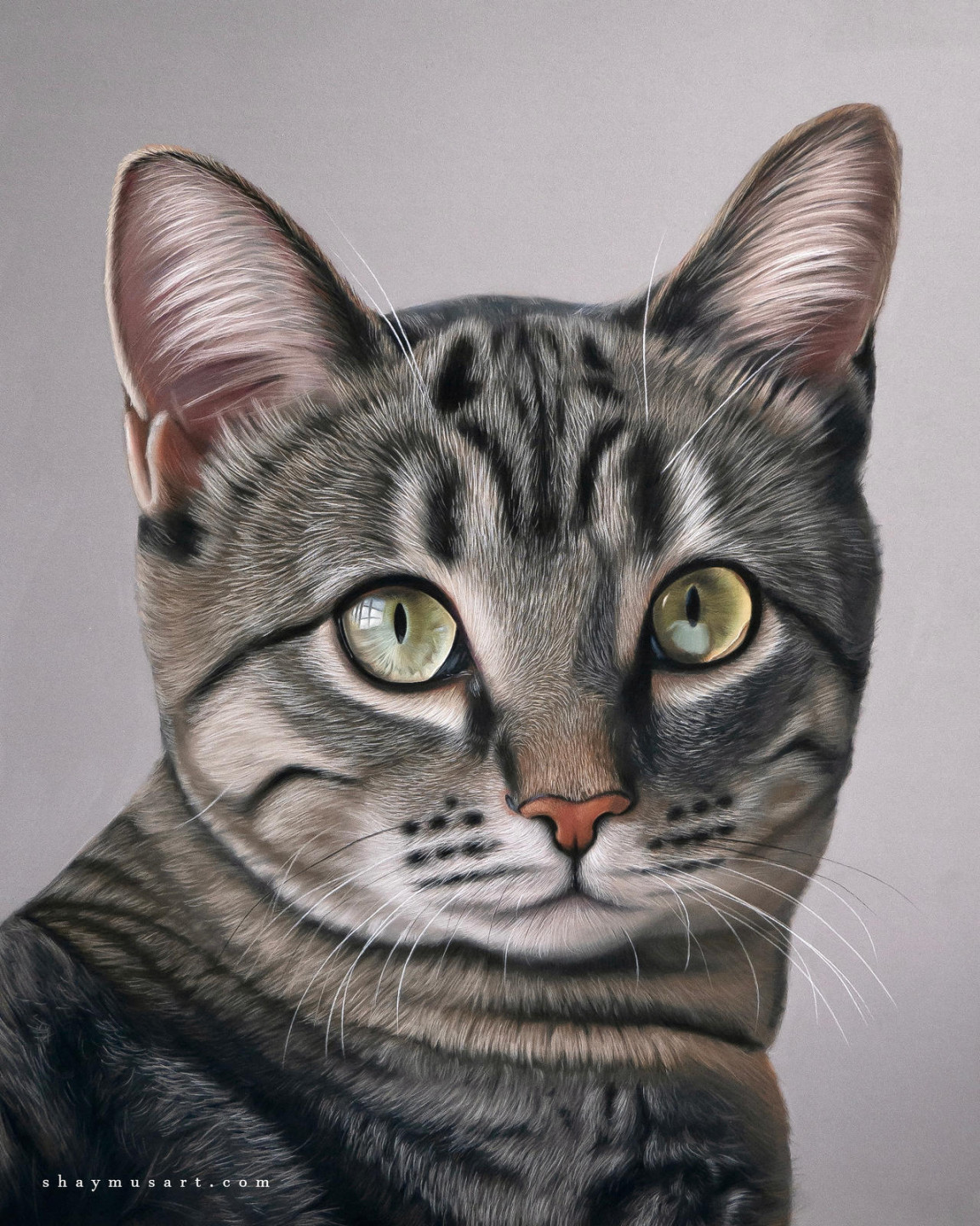 Cat Portrait Drawing Tutorial by shaymusart on DeviantArt