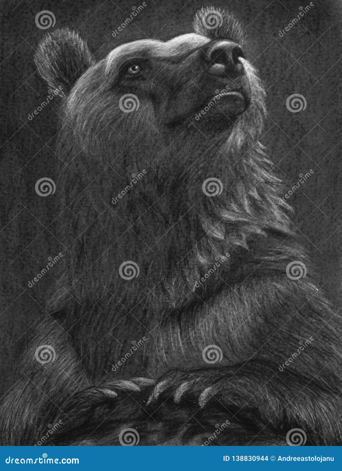 Charcoal Drawing of a Bear Looking Up Towards a Light, Isolated on