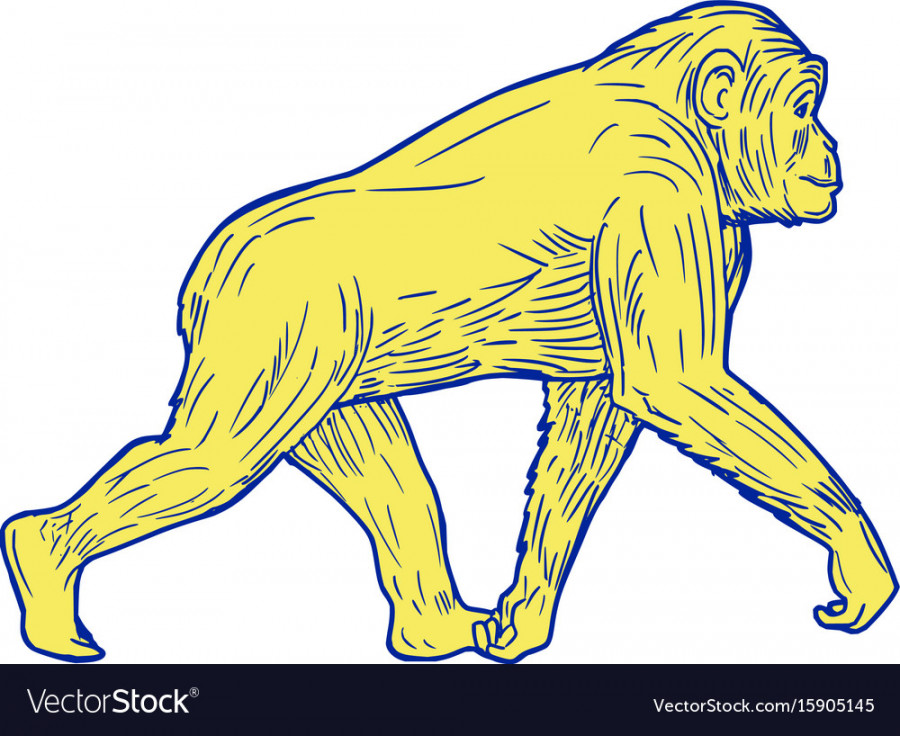 Chimpanzee walking side drawing Royalty Free Vector Image