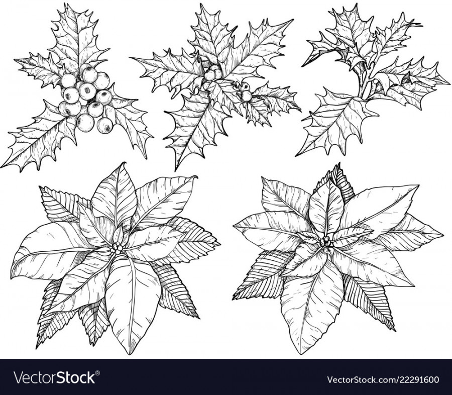 Christmas flowers set sketch black and white Vector Image