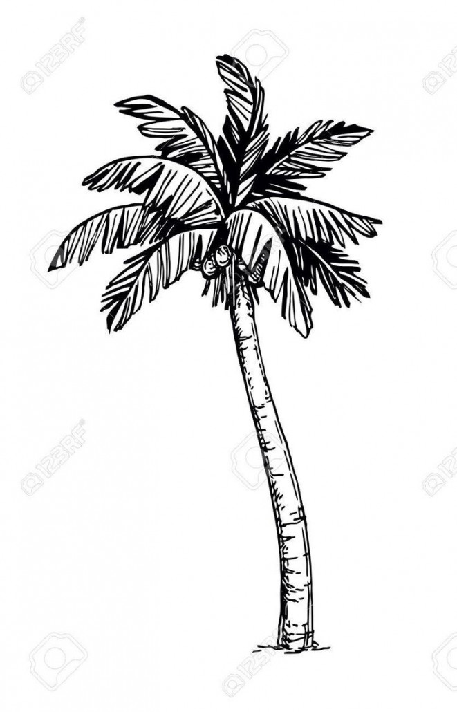 Coconut palm tree Illustration , #ad, #palm, #Coconut