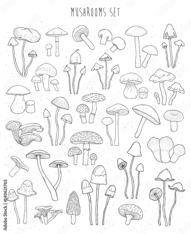 Collection of hand drawn different types mushrooms