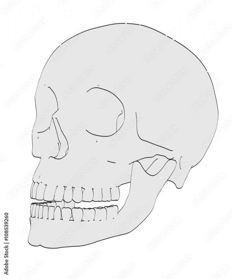 d cartoon illustration of female skull Stock-Illustration  Adobe