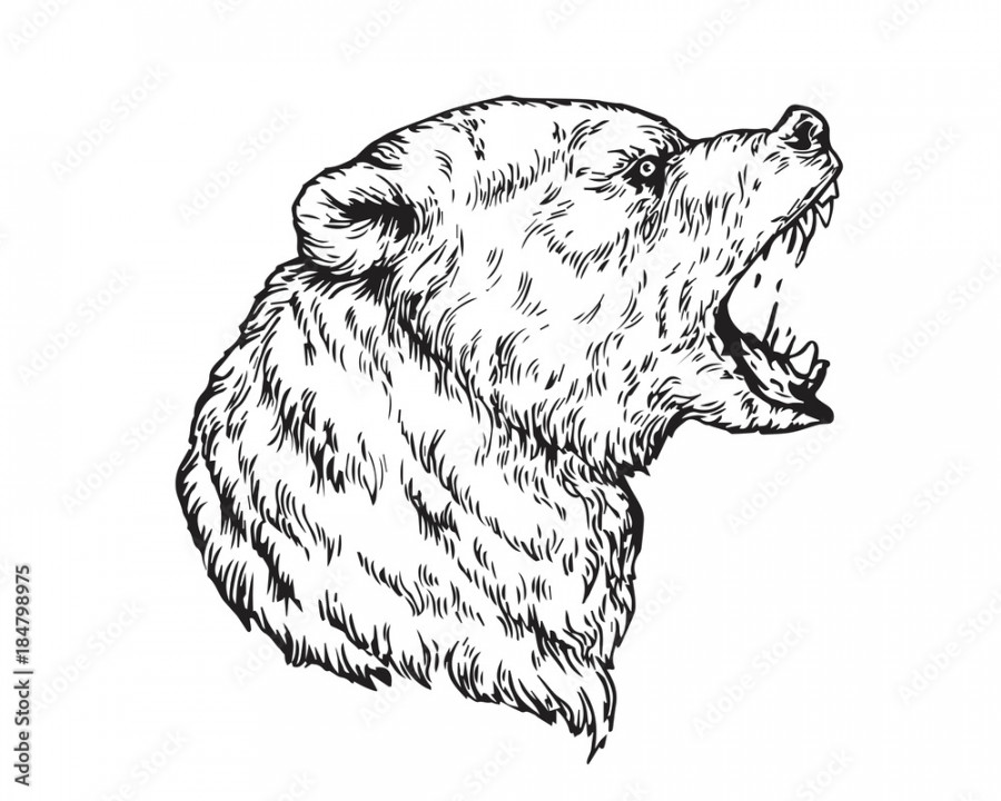 Detail Realistic Hand Drawing Angry Grizzly Bear Head Illustration