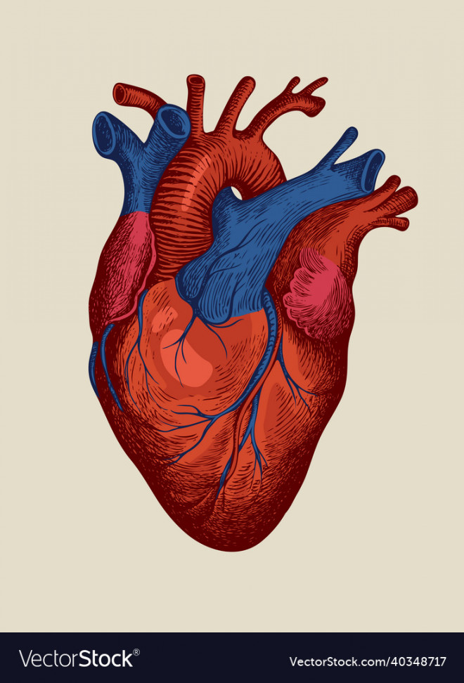Detailed drawing of a human heart in retro style Vector Image