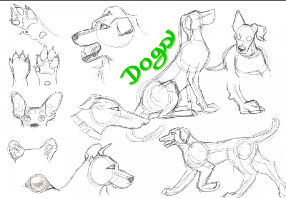 Dog anatomy sketches, FU by TheYellowBumblebeee on DeviantArt