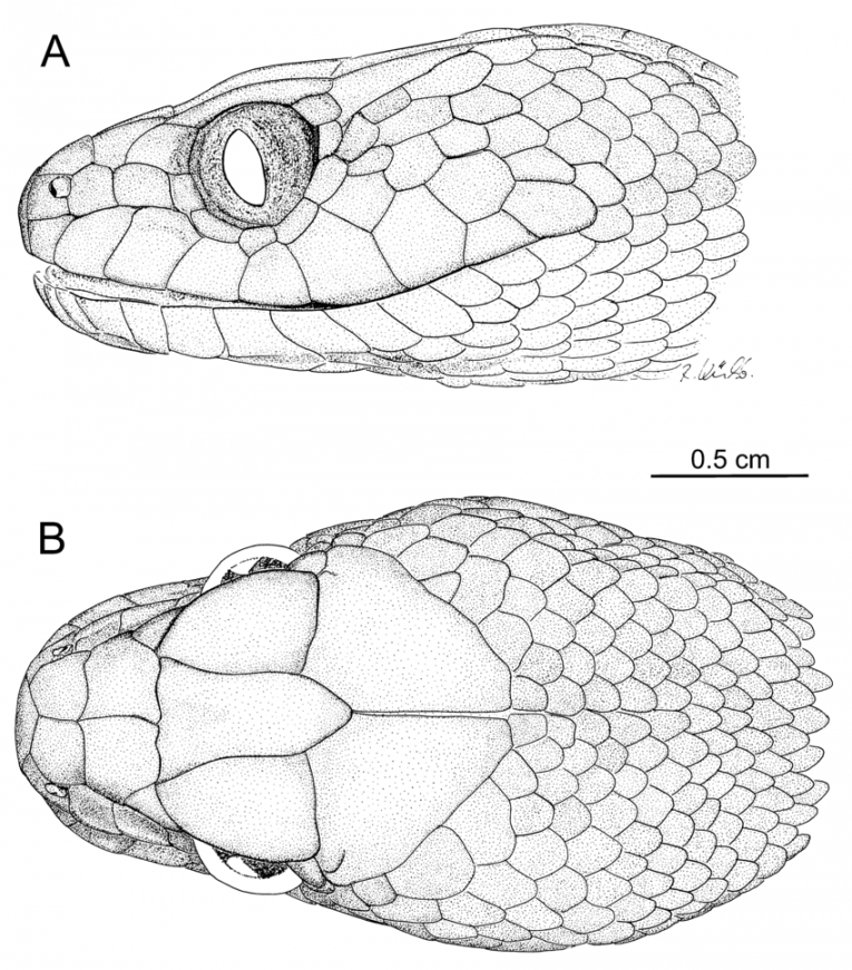 Download scientific diagram  Head drawings of Madagascarophis