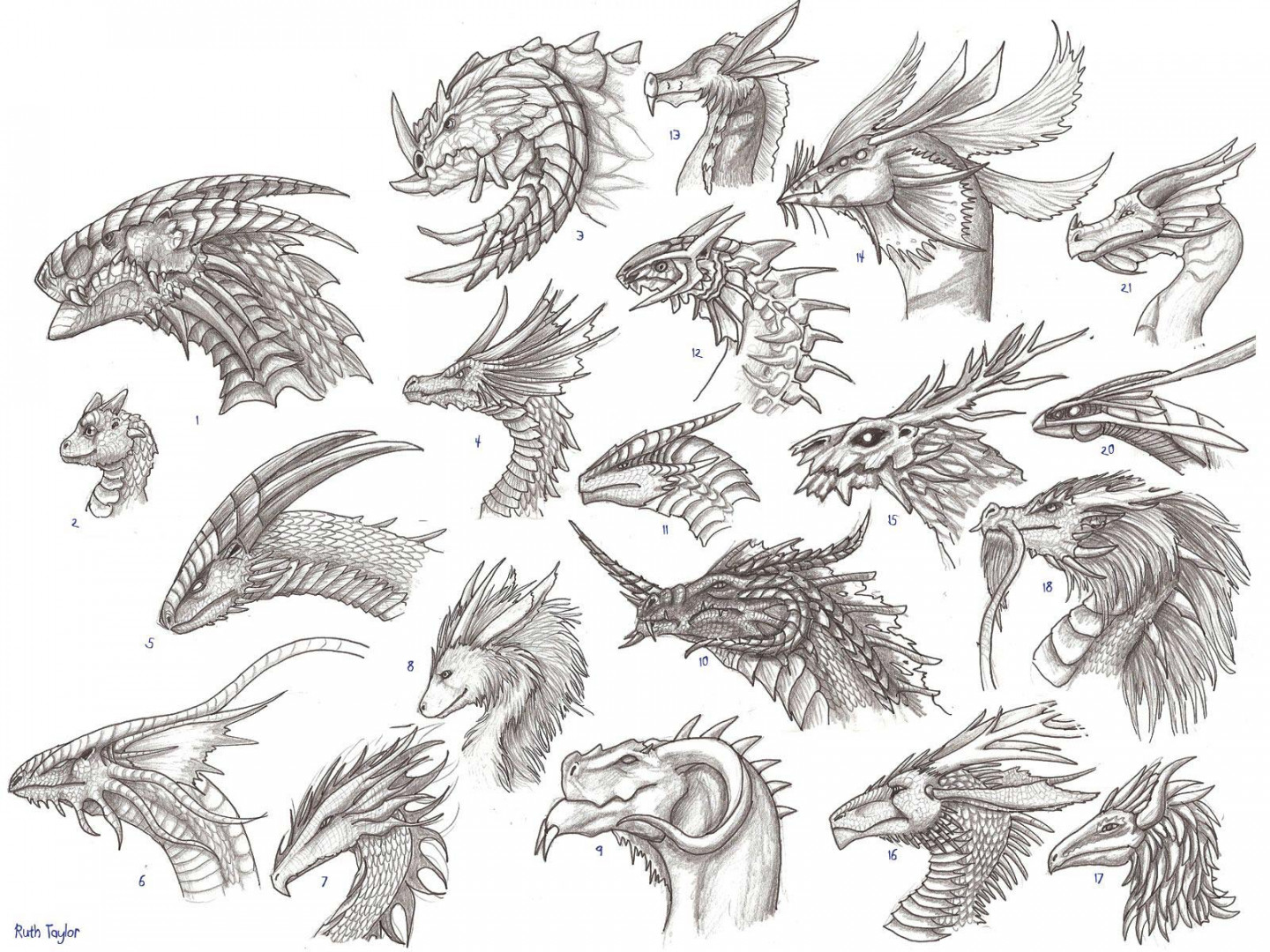 Dragon head Drawing Reference and Sketches for Artists