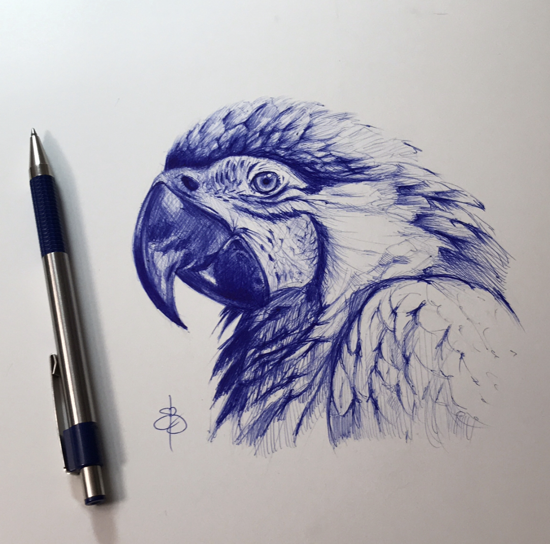 Drawing a parrot with a ballpoint pen