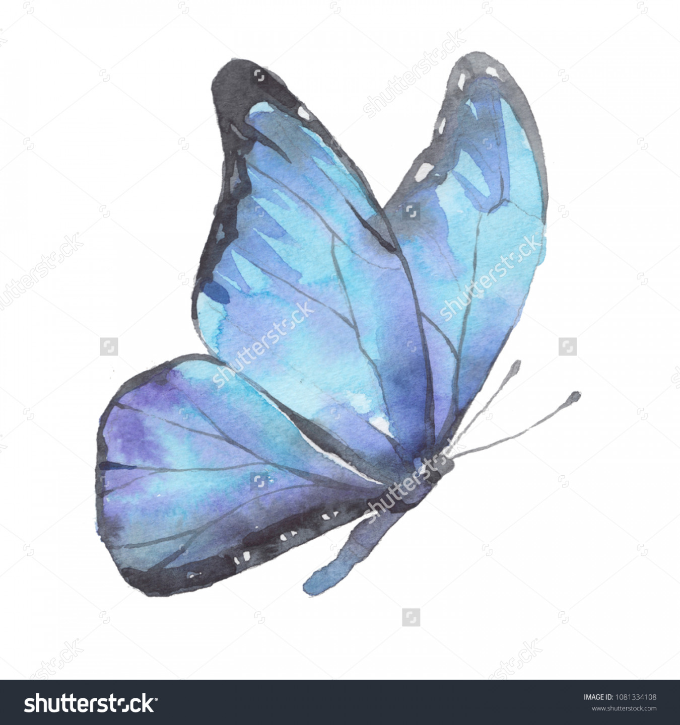 Drawing Blue Butterfly Watercolor: Stockillustration