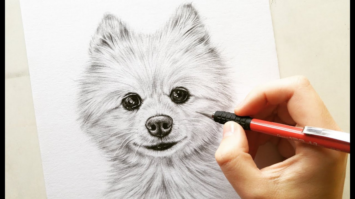 Drawing Pomeranian dog Cotton - pet portrait  Leontine van vliet