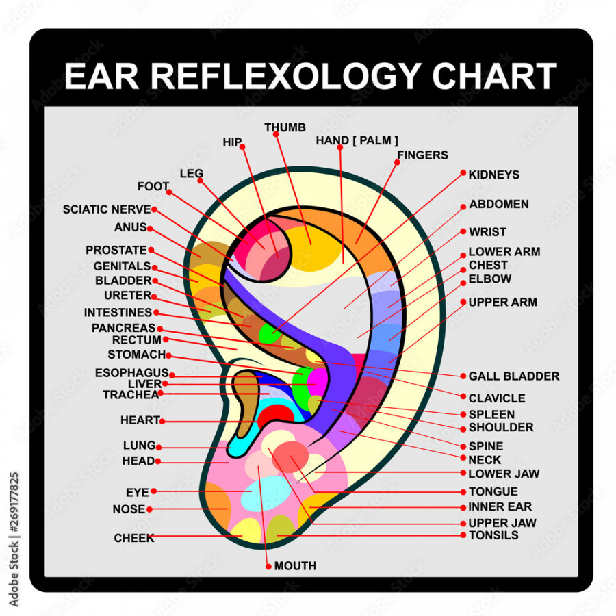 EAR REFLEXOLOGY CHART, poster vector Stock-Vektorgrafik  Adobe Stock