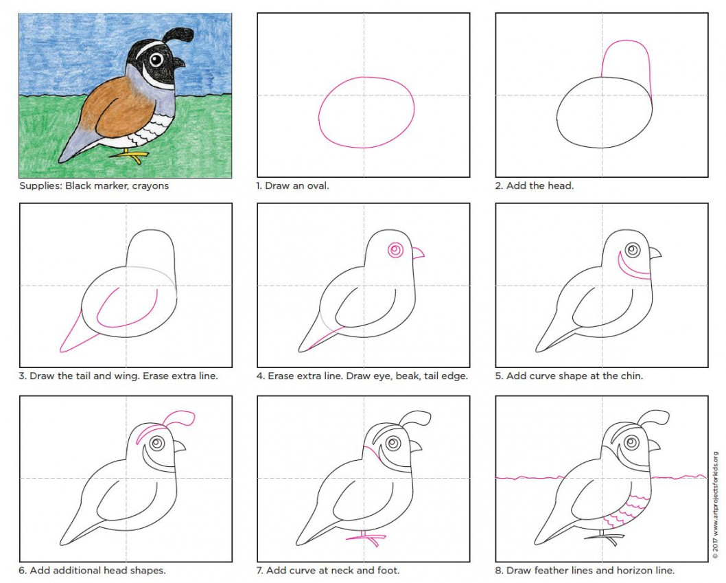 Easy How to Draw a Quail Tutorial and Quail Coloring Page  Kids