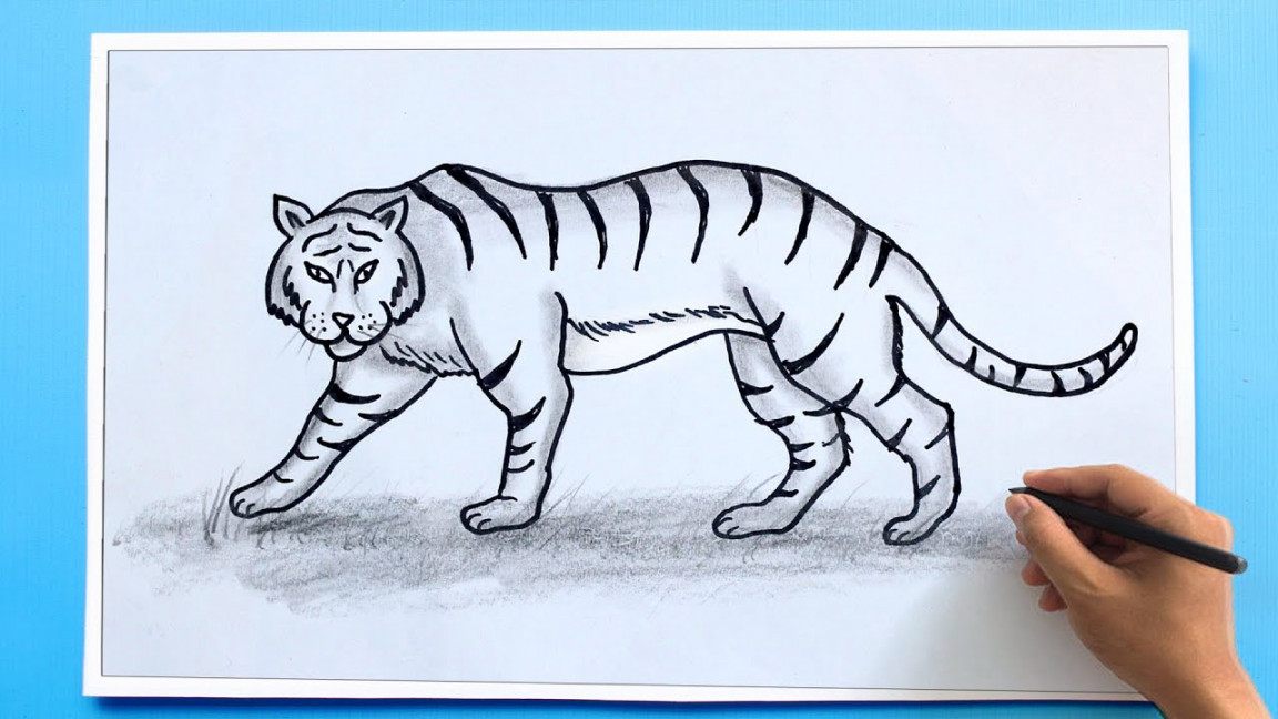 Easy Tiger Drawing 🐅