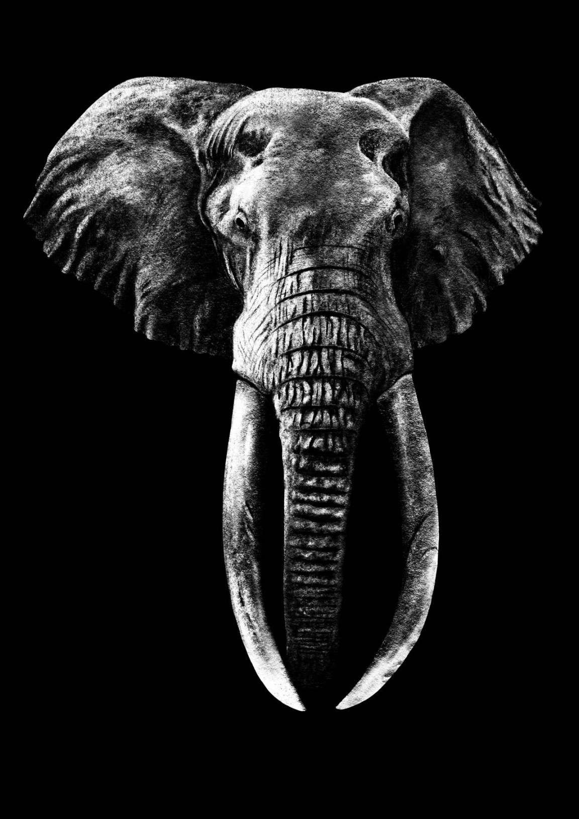 Elephant drawing black and white by JelleBlue on DeviantArt