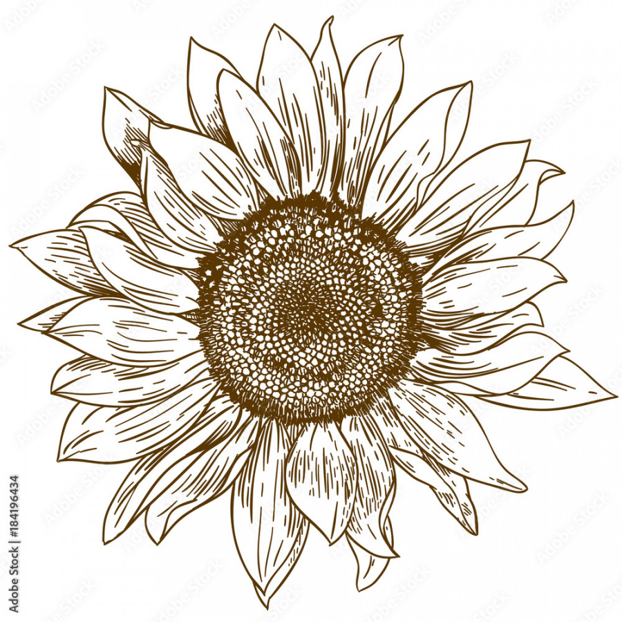 engraving drawing illustration of big sunflower Stock-Vektorgrafik