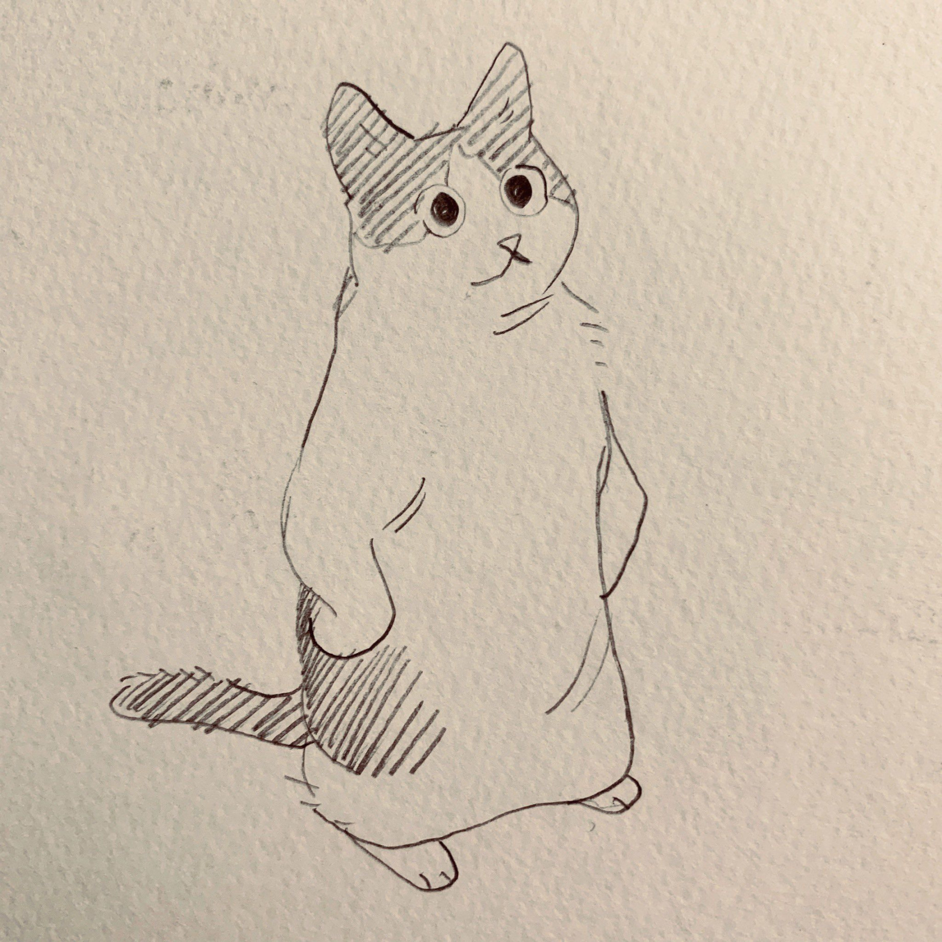 fenkko 🐳 on Twitter  Art inspiration drawing, Cat drawing, Cat art