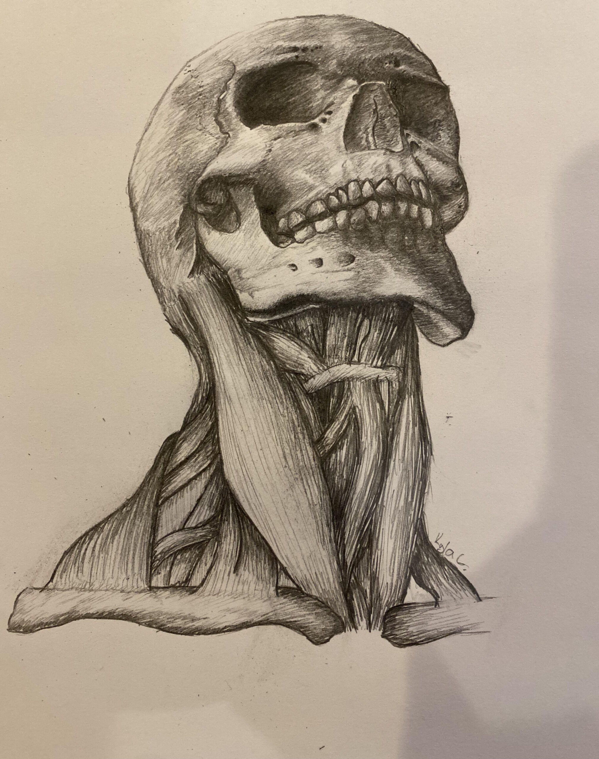 First time drawing a D skull
