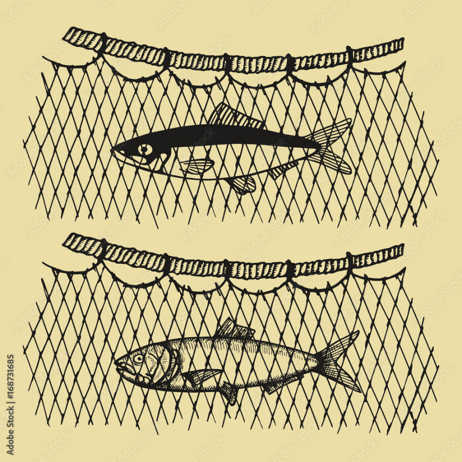 Fish in a vector fishing net