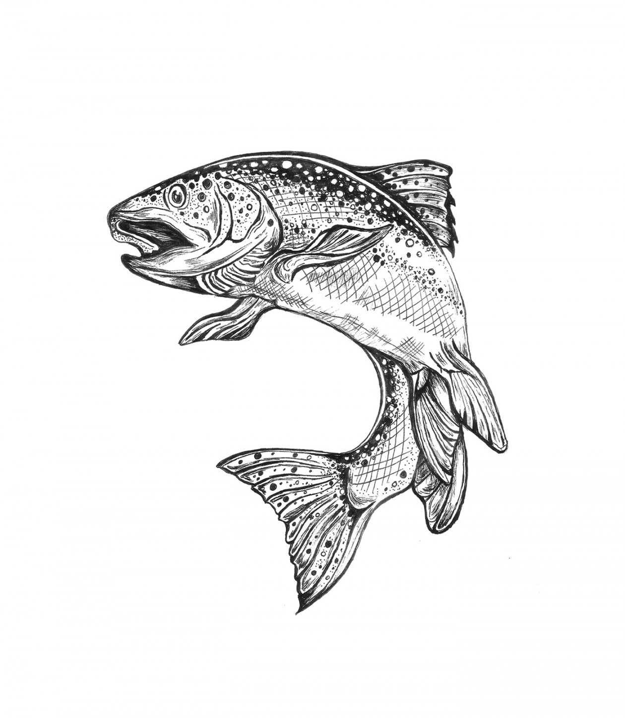 Fish Pen & Ink Illustration - Nature Drawing on Behance