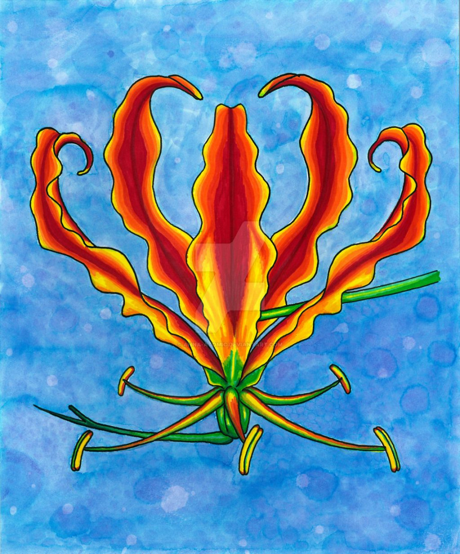 flame lily tattoo - Google Search  Lilies drawing, Watercolor