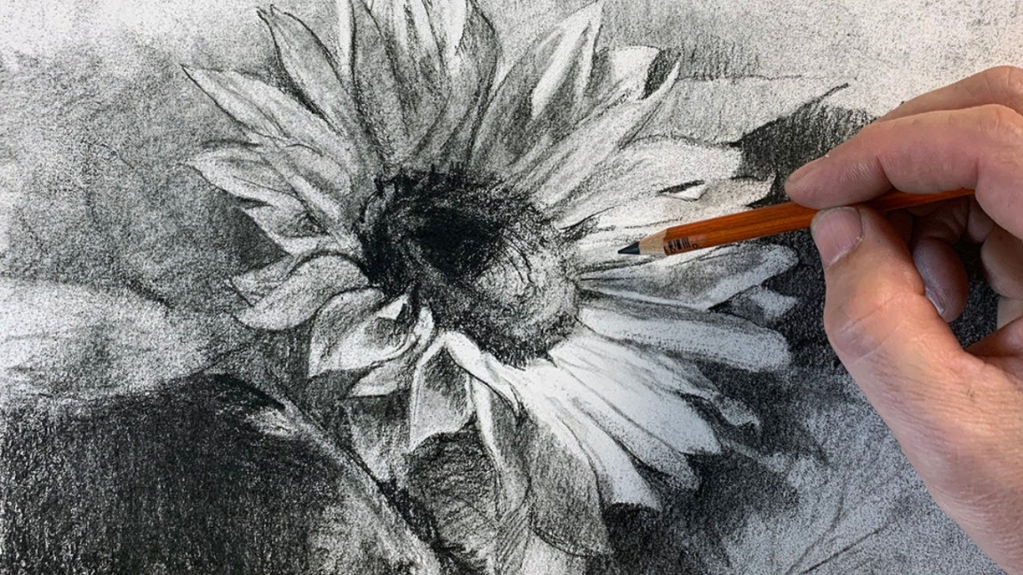 Flower Power  Drawing a Sunflower