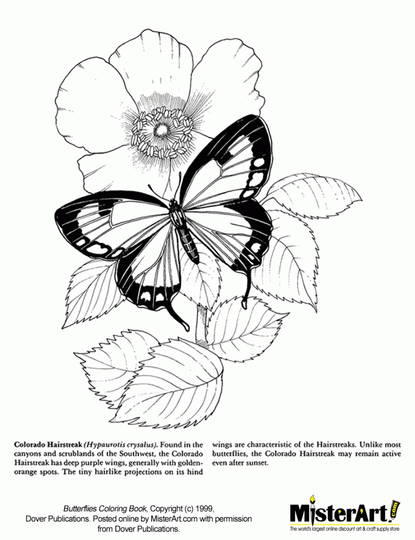 Free Coloring Page: Butterflies Coloring Book, Download Free