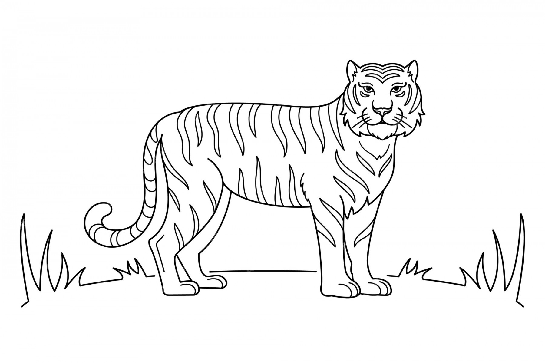 Free Vector  Hand drawn tiger outline illustration