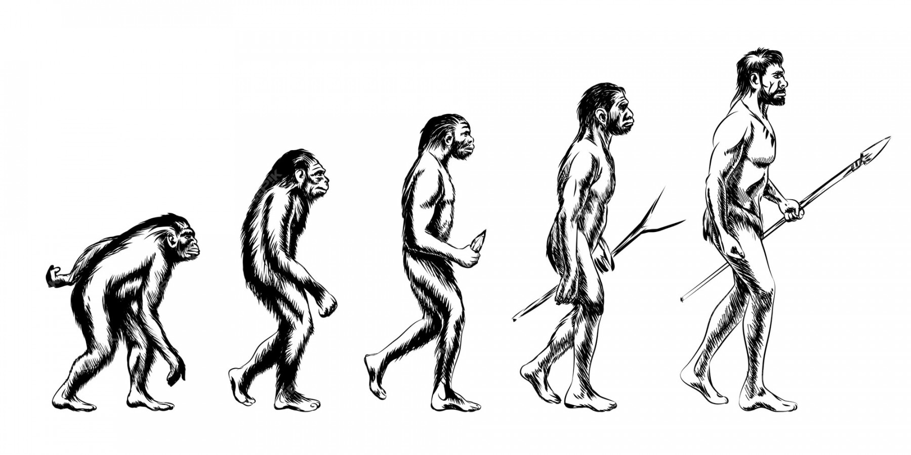 Free Vector  Human evolution