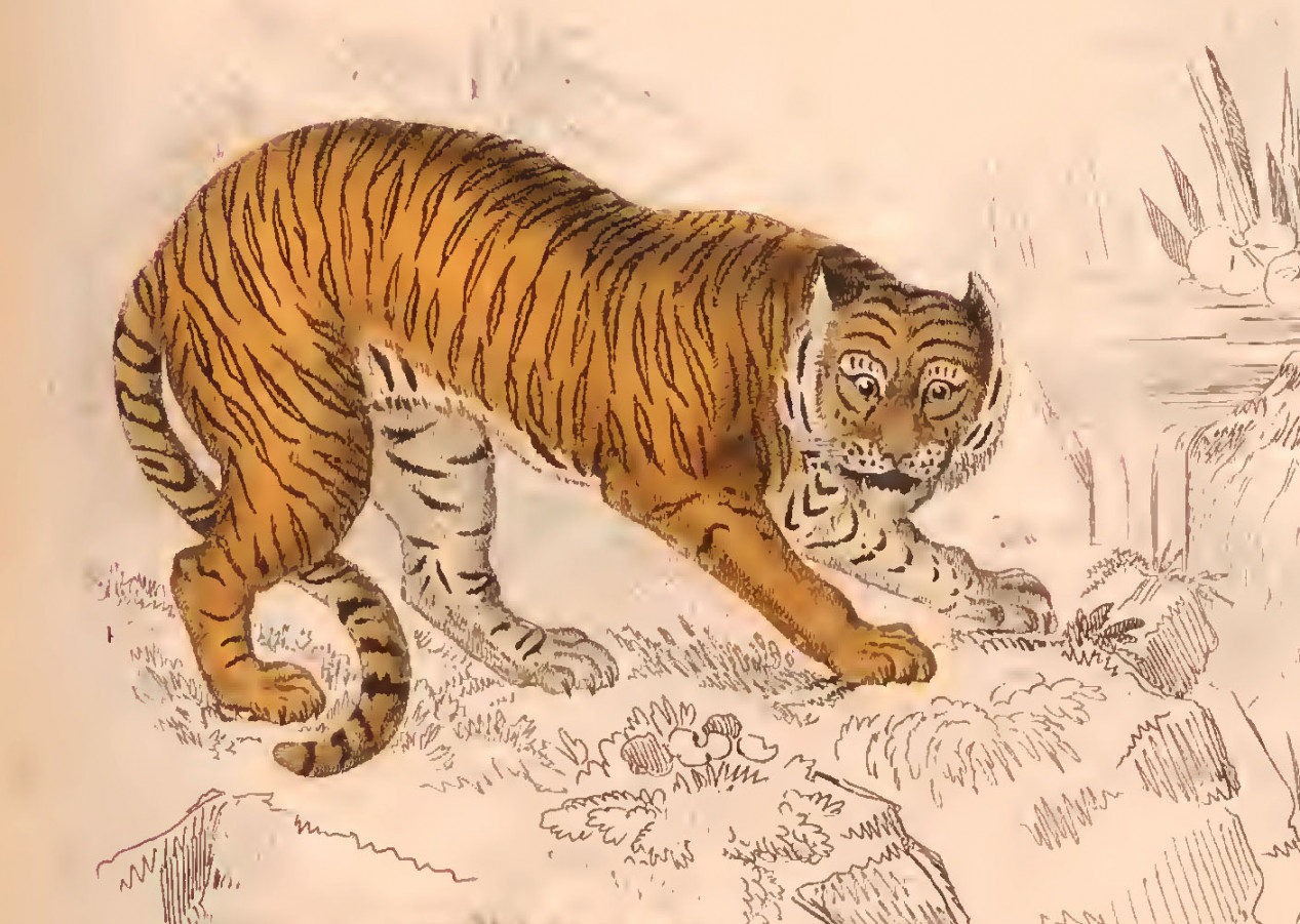 Free Vintage Tiger Illustrations and Drawings: A Timeless