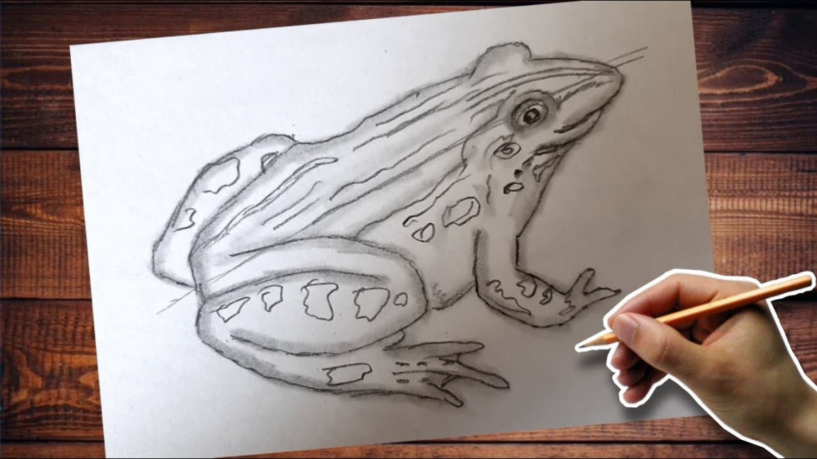 Frog diagram drawing Biology