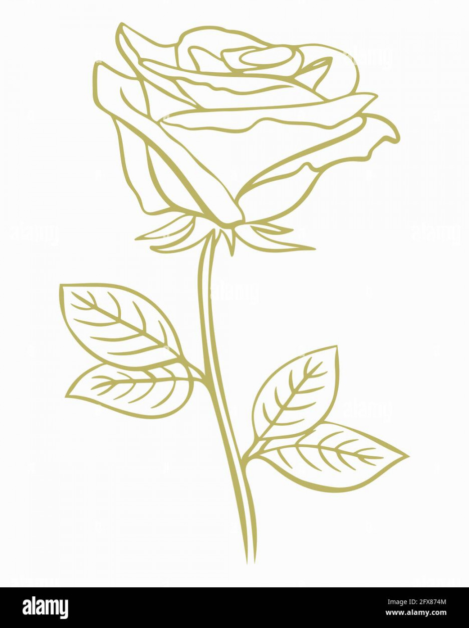 Gold rose, vector