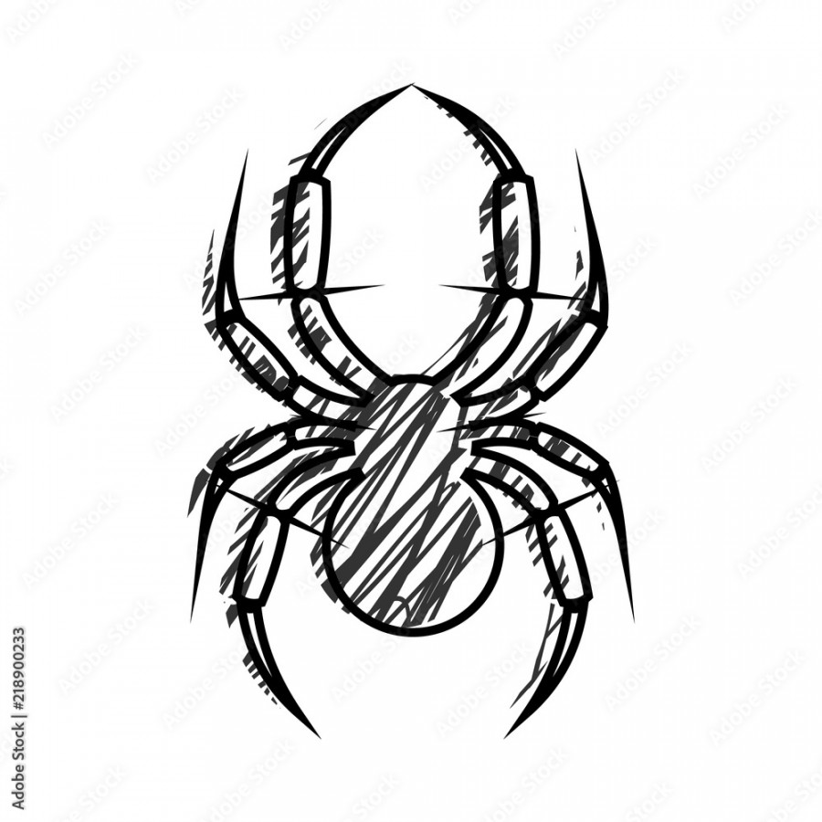 Graphic vector illustration of insect, black and white hand drawn