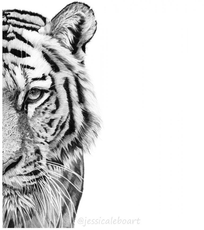 Graphite Drawings  Tiger face drawing, Graphite drawings, Tiger