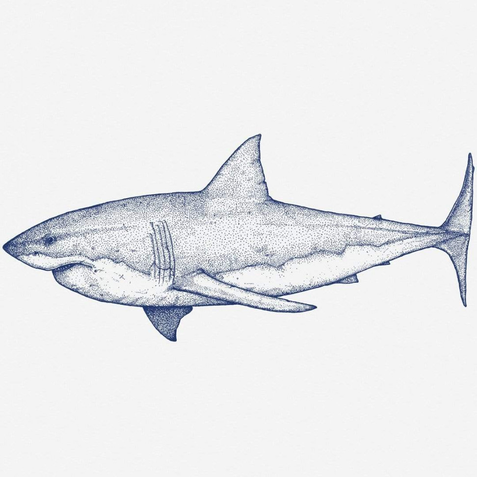 Great White Shark Landscape Art Print by Nathan Miller - endemicworld