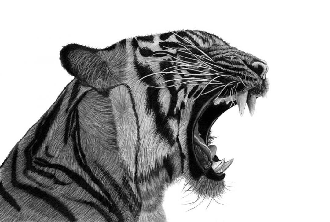 Growling Tiger (Updated) Pencil drawing by Paul Stowe  Artfinder