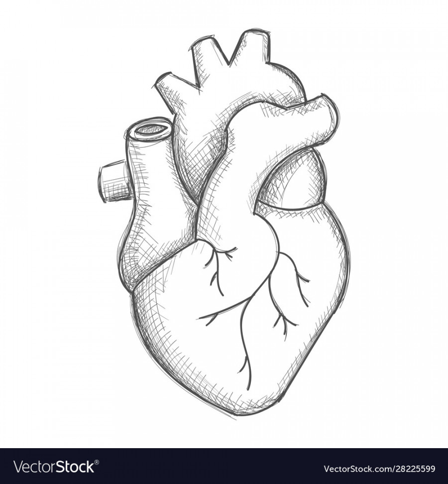 Hand draw human heart sketch Royalty Free Vector Image