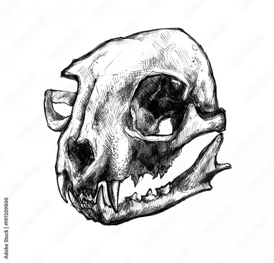 Hand drawn cat skull. Nice graphic illustration