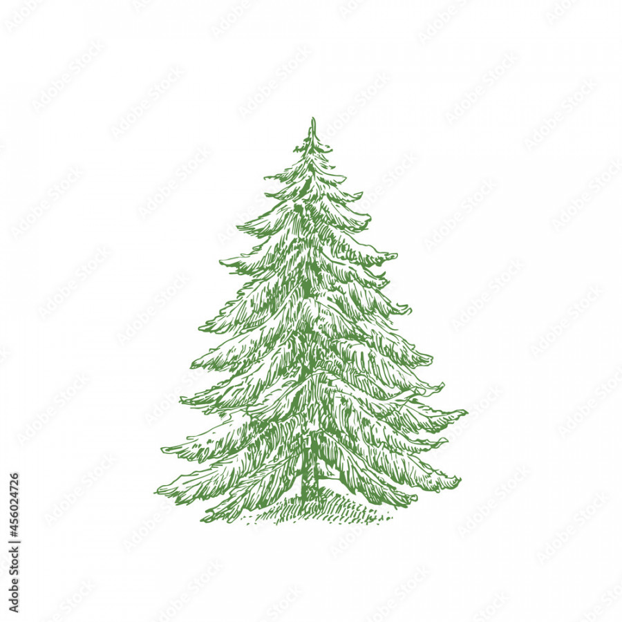 Hand Drawn Christmas Tree Color Vector Illustration