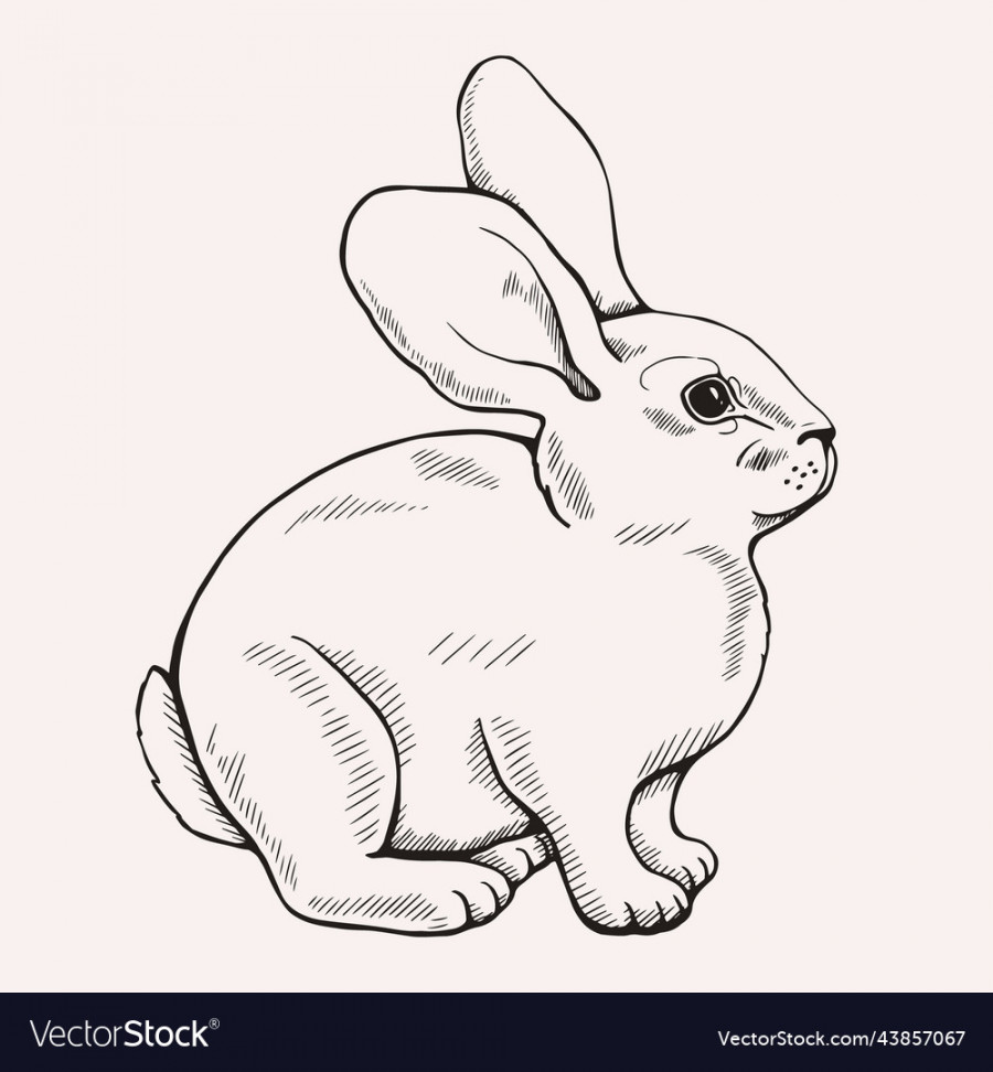 Hand-drawn graphic bunny drawing symbol of  Vector Image