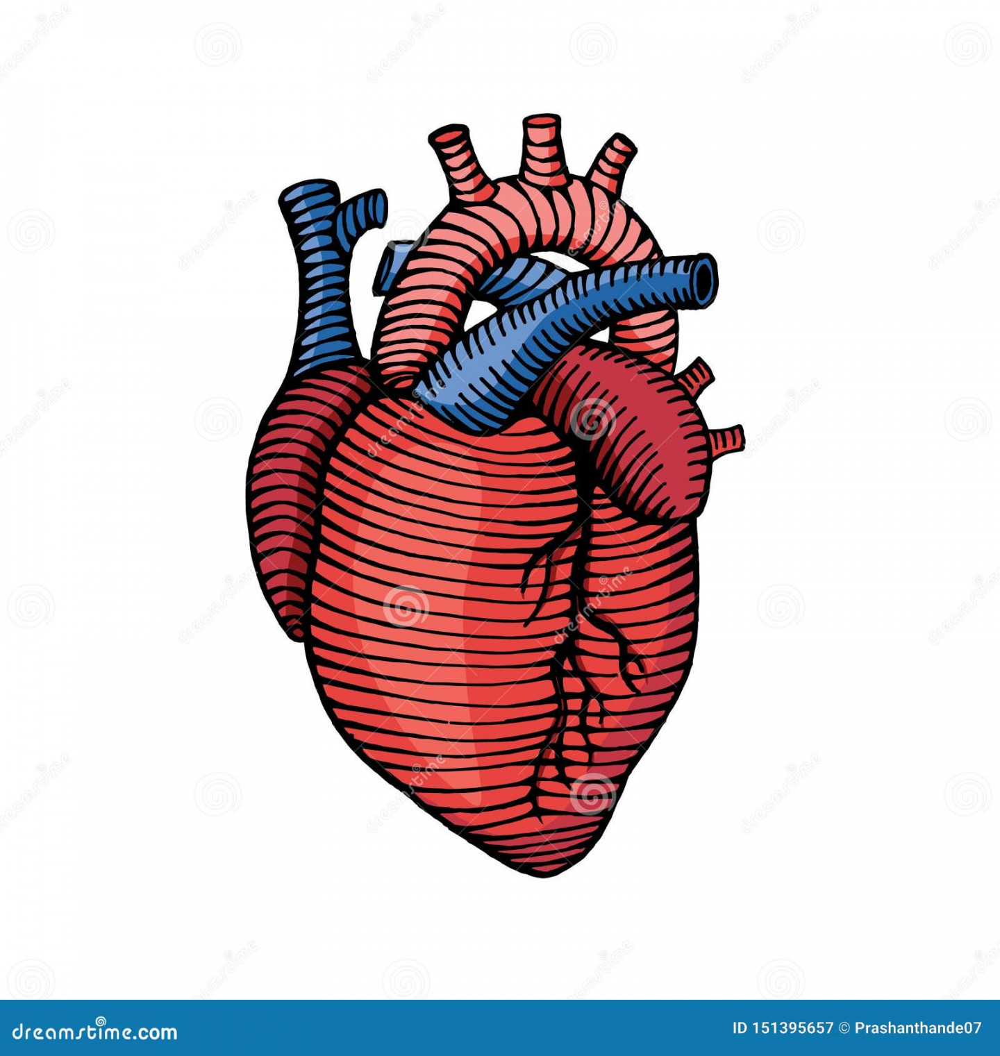 Hand Drawn Human Heart Drawing Illustration with Colors Stock